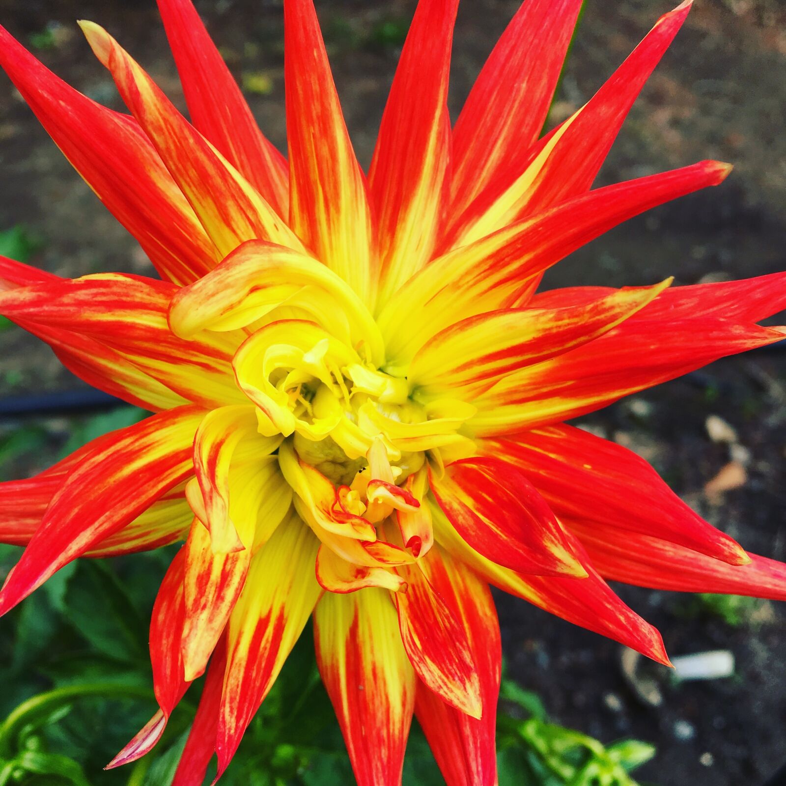 Apple iPhone 6s sample photo. Flower, sunburst, nature photography