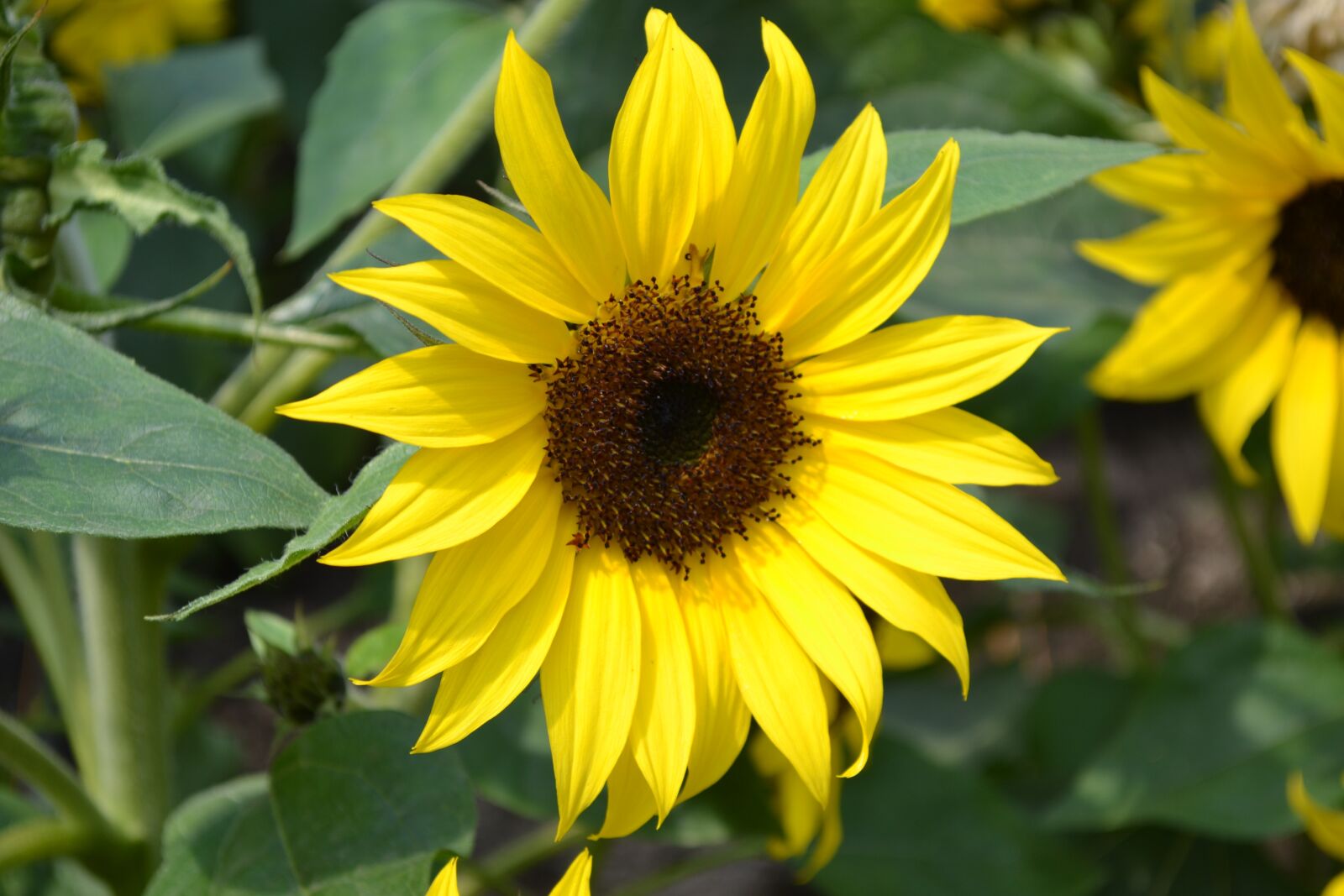Nikon D3100 sample photo. Sunflower, flower, yellow photography