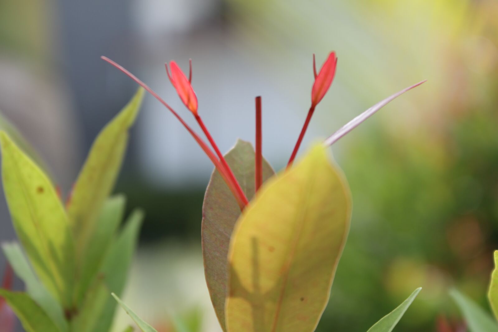 Canon EOS 500D (EOS Rebel T1i / EOS Kiss X3) sample photo. Foliage, leaf, bright photography
