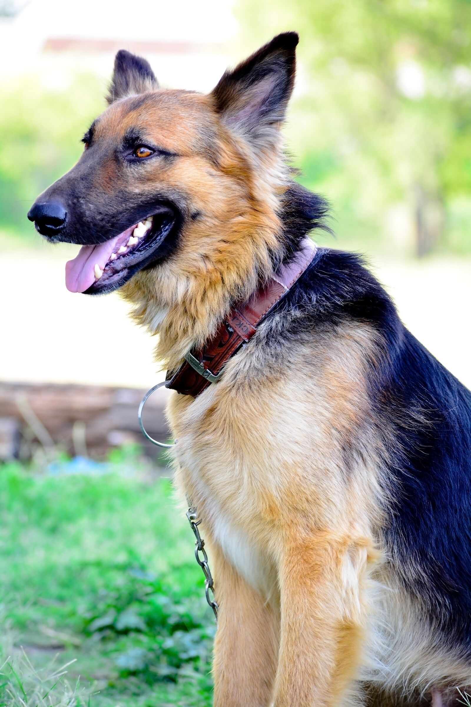 Nikon D5200 sample photo. Dog, pet, animal photography