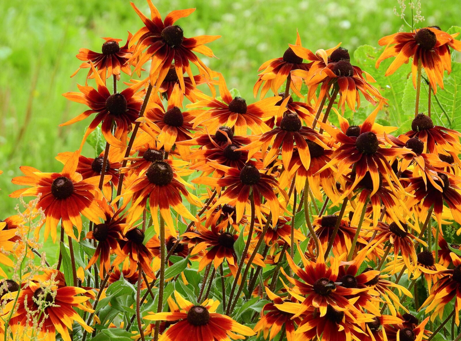 Nikon Coolpix P900 sample photo. Flowers, nature, beauty photography