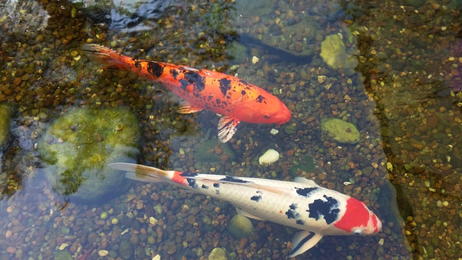 Samsung Galaxy Grand Prime sample photo. Fish, carp, lake photography