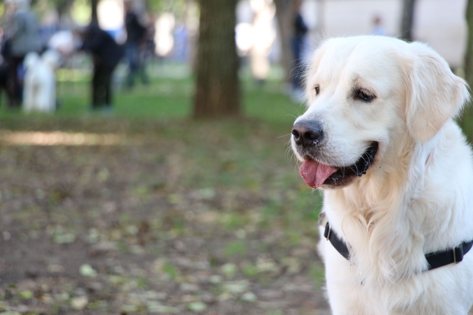Canon EOS 700D (EOS Rebel T5i / EOS Kiss X7i) sample photo. Golden retriever, golden, dog photography
