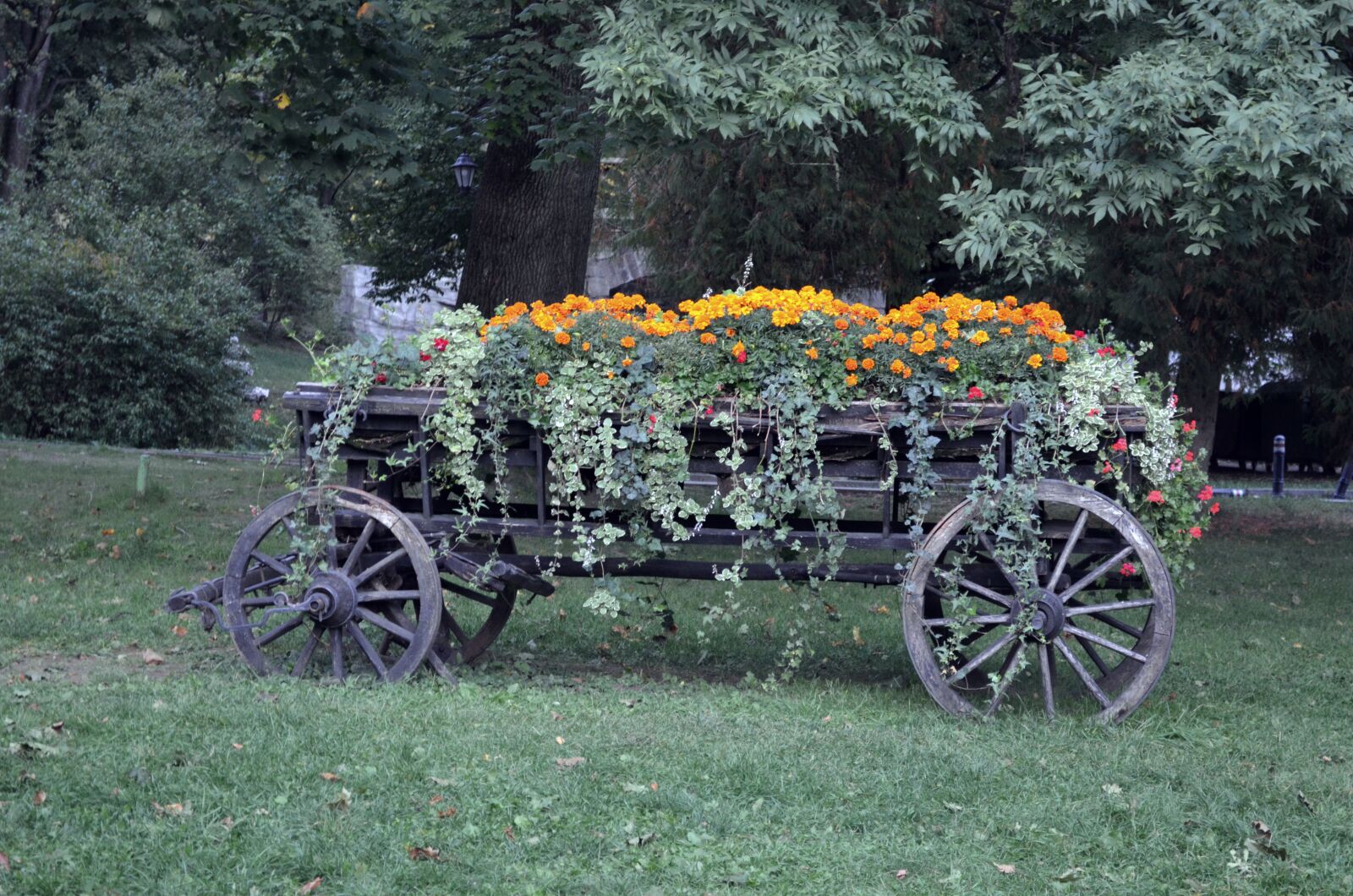 Nikon D5100 sample photo. Cart, flowers, green photography
