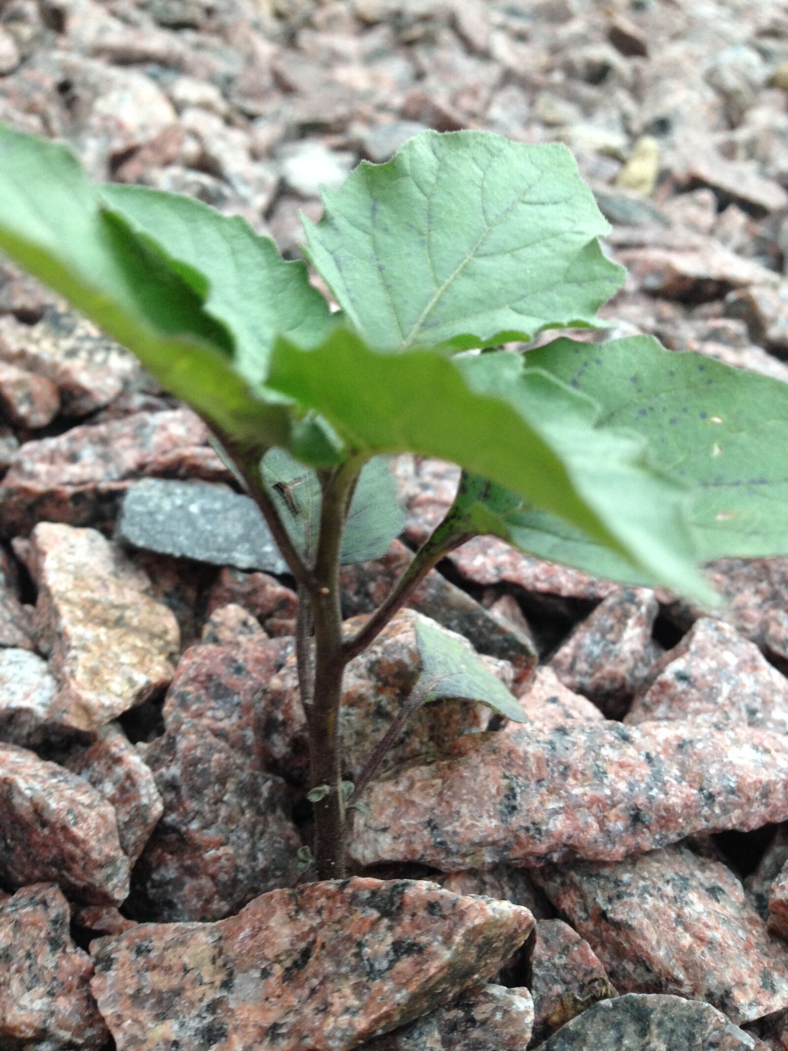 iPhone 5c back camera 4.12mm f/2.4 sample photo. 3d, abstract, background, closeup photography