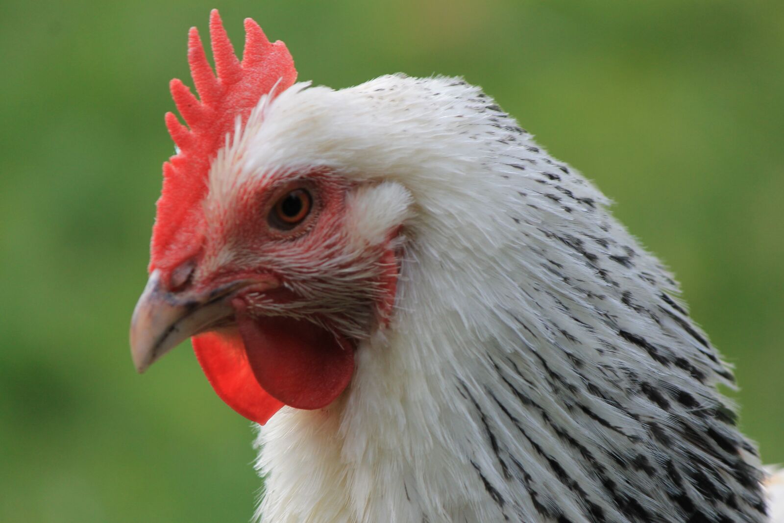 Canon EOS 1100D (EOS Rebel T3 / EOS Kiss X50) sample photo. Chicken, hen, beak photography