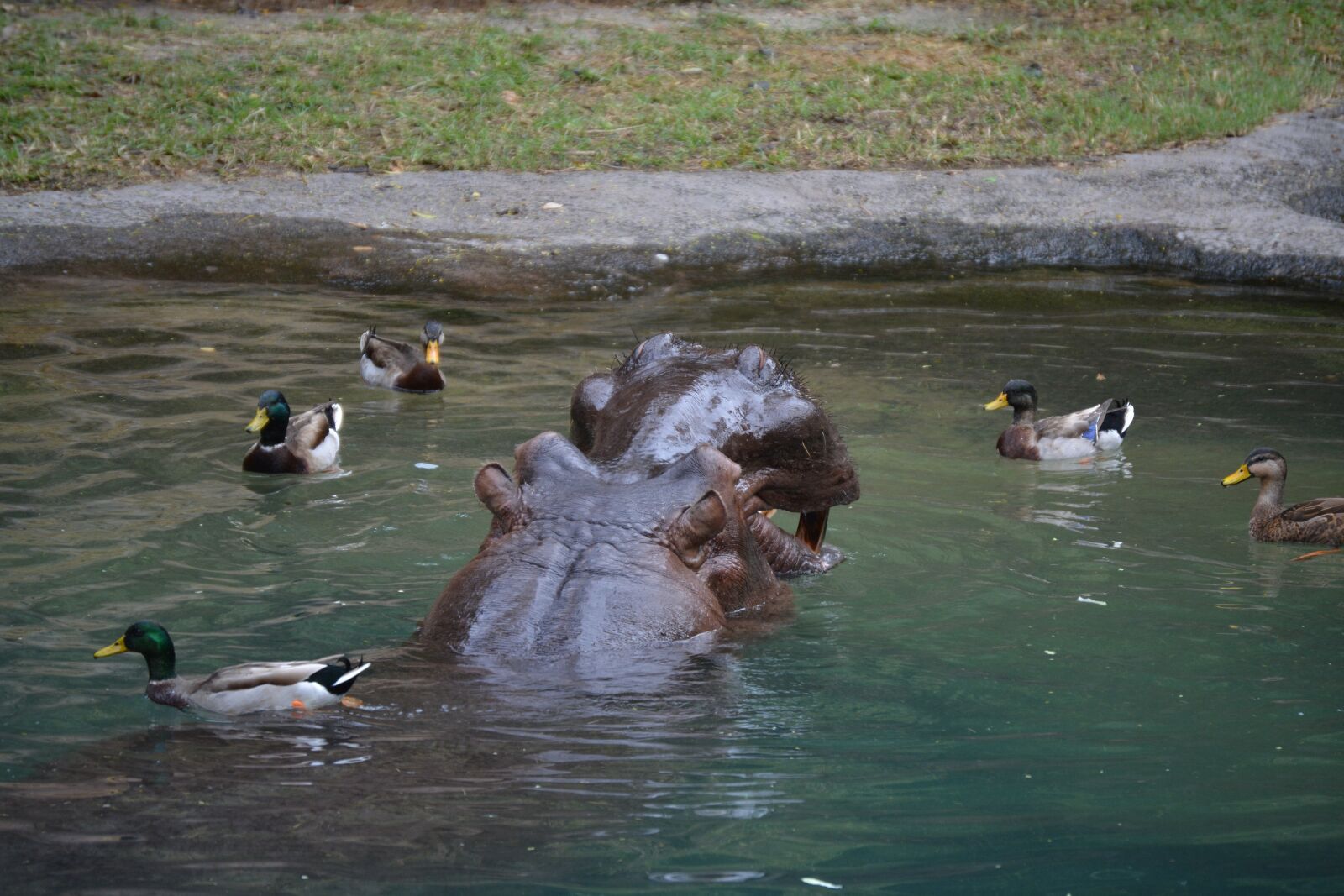 Nikon D5200 sample photo. Disney, hippo, hippopotamus photography