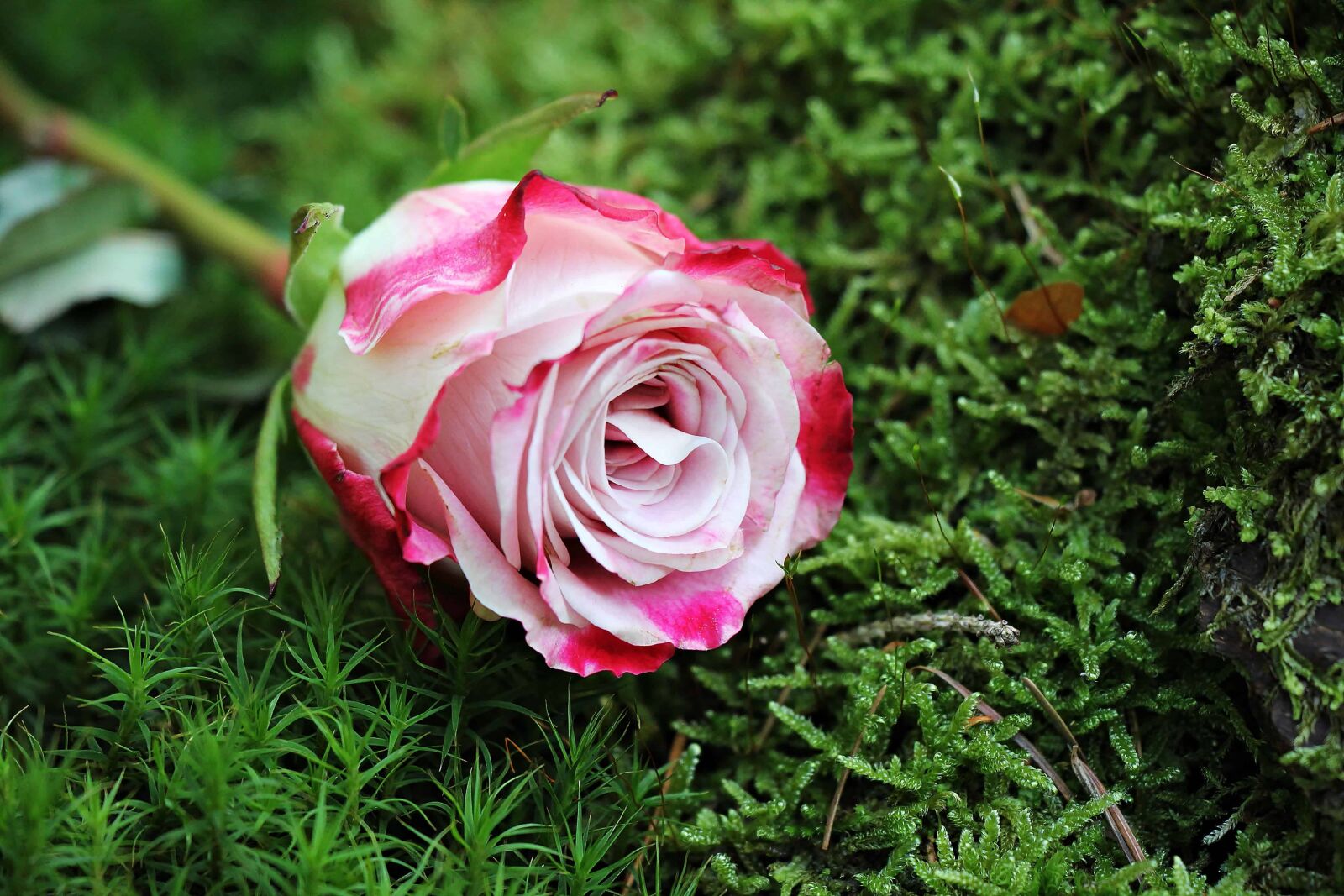 Canon EOS 550D (EOS Rebel T2i / EOS Kiss X4) sample photo. Garden, leaf, flower, nature photography