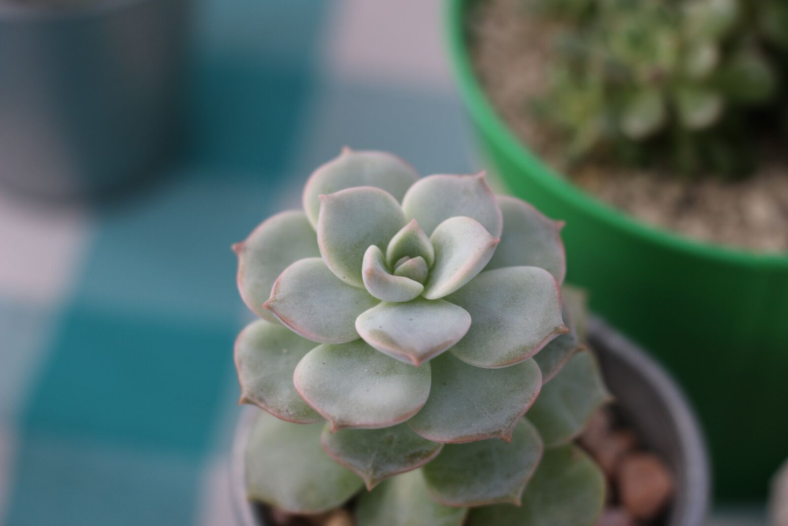 Canon EOS 100D (EOS Rebel SL1 / EOS Kiss X7) + Canon EF 50mm F1.8 STM sample photo. The fleshy, macro, white photography