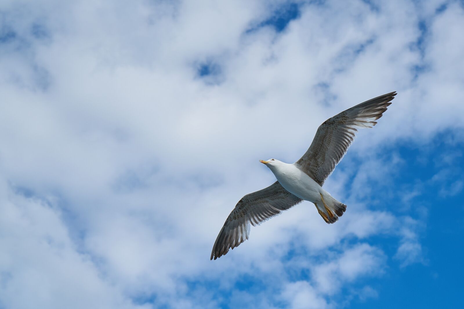 Sony a7R II + Sony Vario Tessar T* FE 24-70mm F4 ZA OSS sample photo. Seagull, bird, blue photography