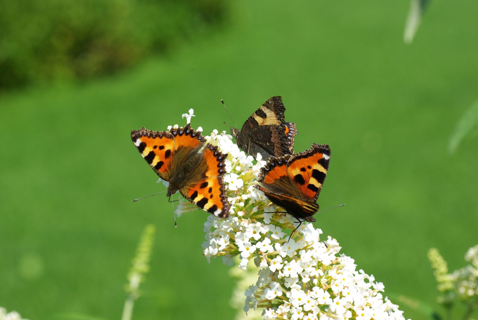 Pentax K10D sample photo. Butterflies, butterfly bush, sun photography