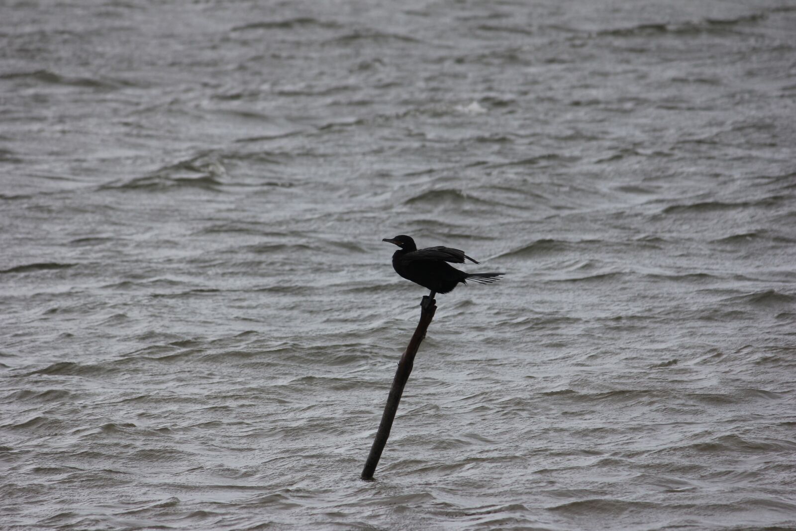 Canon EF-S 55-250mm F4-5.6 IS II sample photo. Ave, sea, tide photography