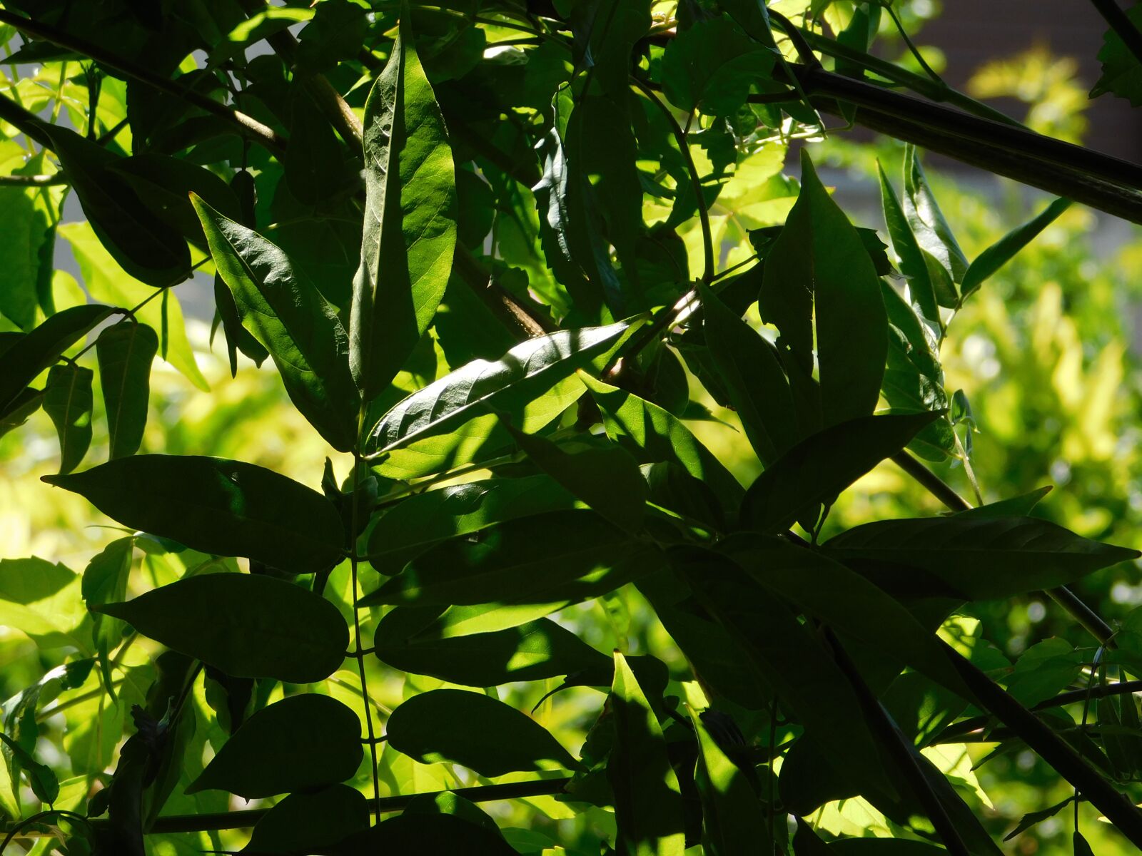 Nikon Coolpix B500 sample photo. Nature, light, dark photography