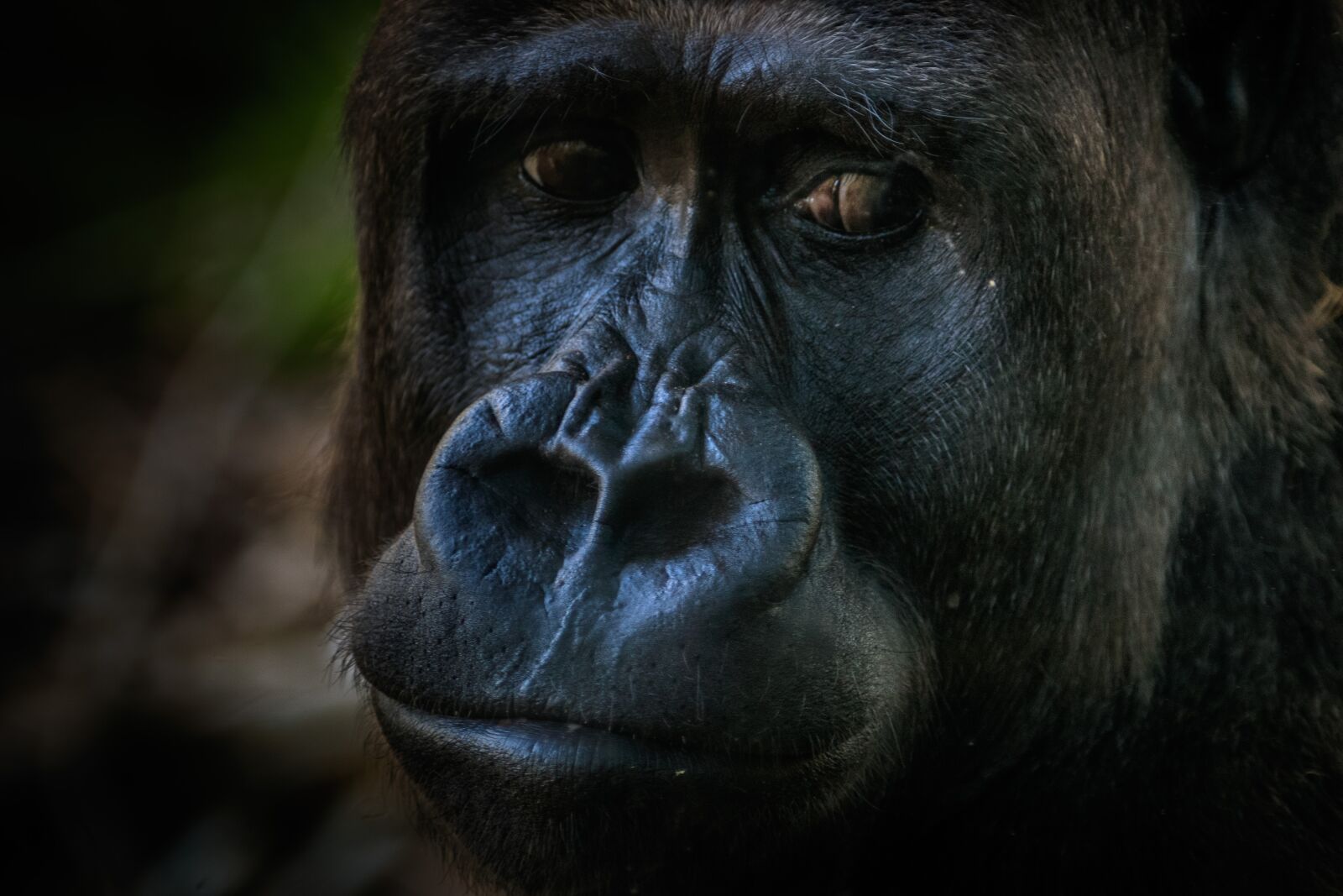 Canon EOS 80D sample photo. Gorilla, monkey, zoo photography