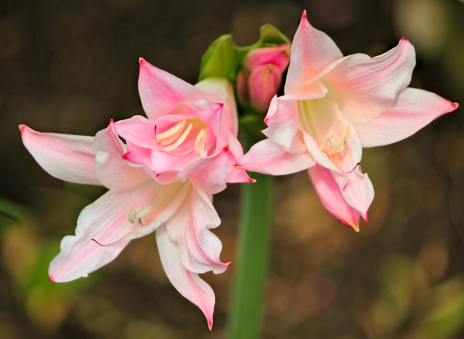 Canon EOS 550D (EOS Rebel T2i / EOS Kiss X4) sample photo. Amaryllis, pink, flower photography
