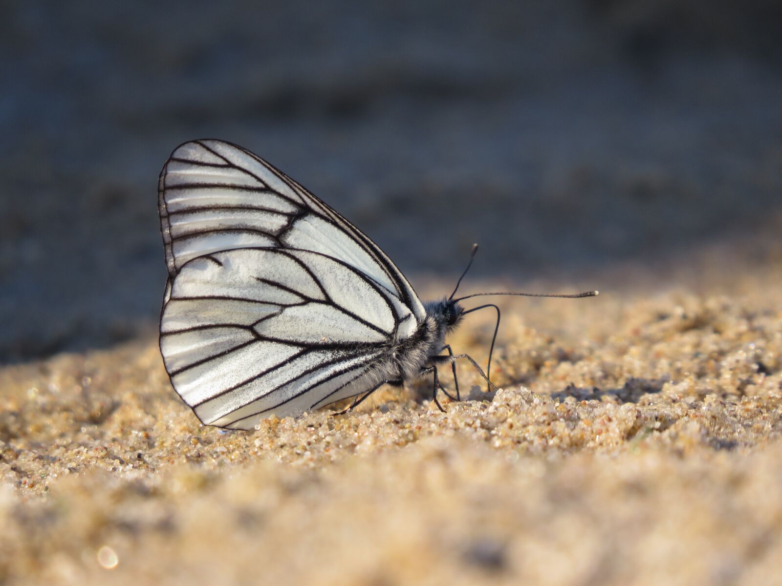 Canon PowerShot SX50 HS sample photo. Butterfly, white, sand photography