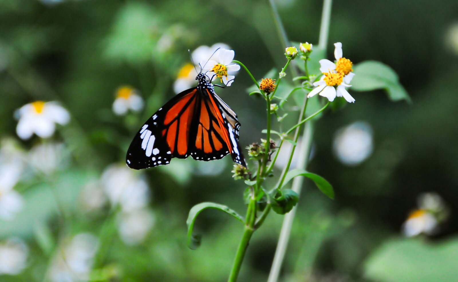 Nikon D300S sample photo. Vietnam, red-winged butterflies, summer photography