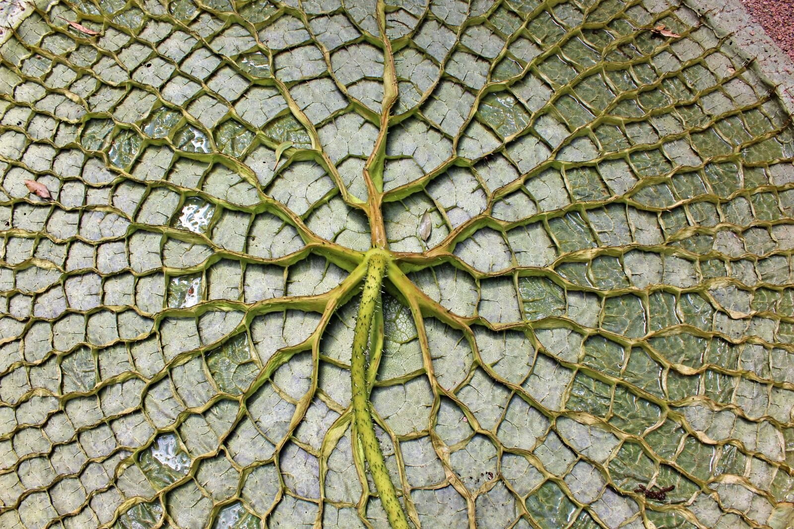 Canon EOS 600D (Rebel EOS T3i / EOS Kiss X5) sample photo. Giant water lily leaf photography