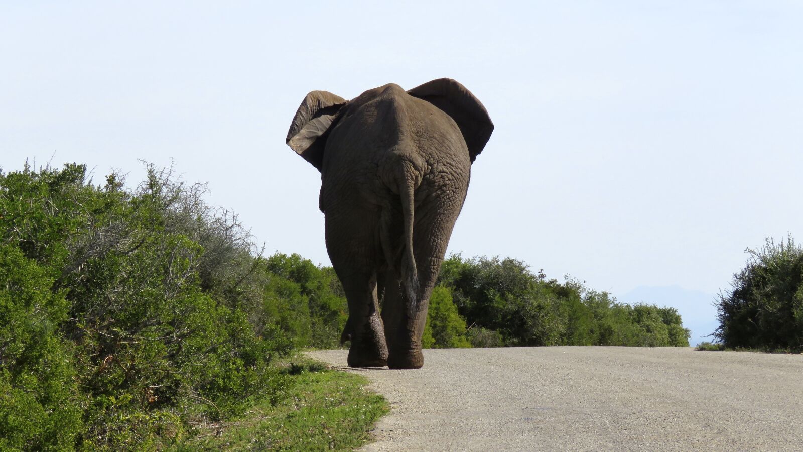 Canon PowerShot SX60 HS sample photo. Elephant, big, large photography