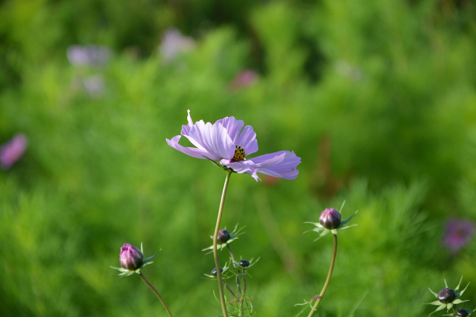 Nikon D5200 sample photo. Purple flower, top flower photography