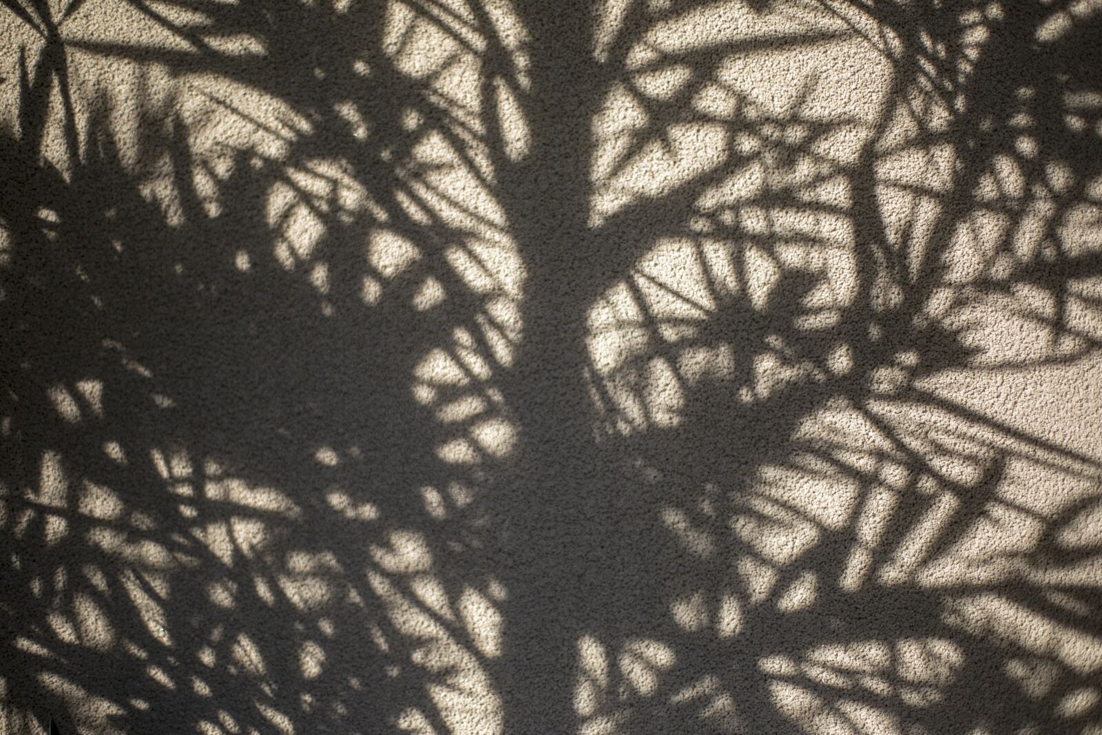 Canon EF 50mm F1.4 USM sample photo. Shadow, wall, forest photography
