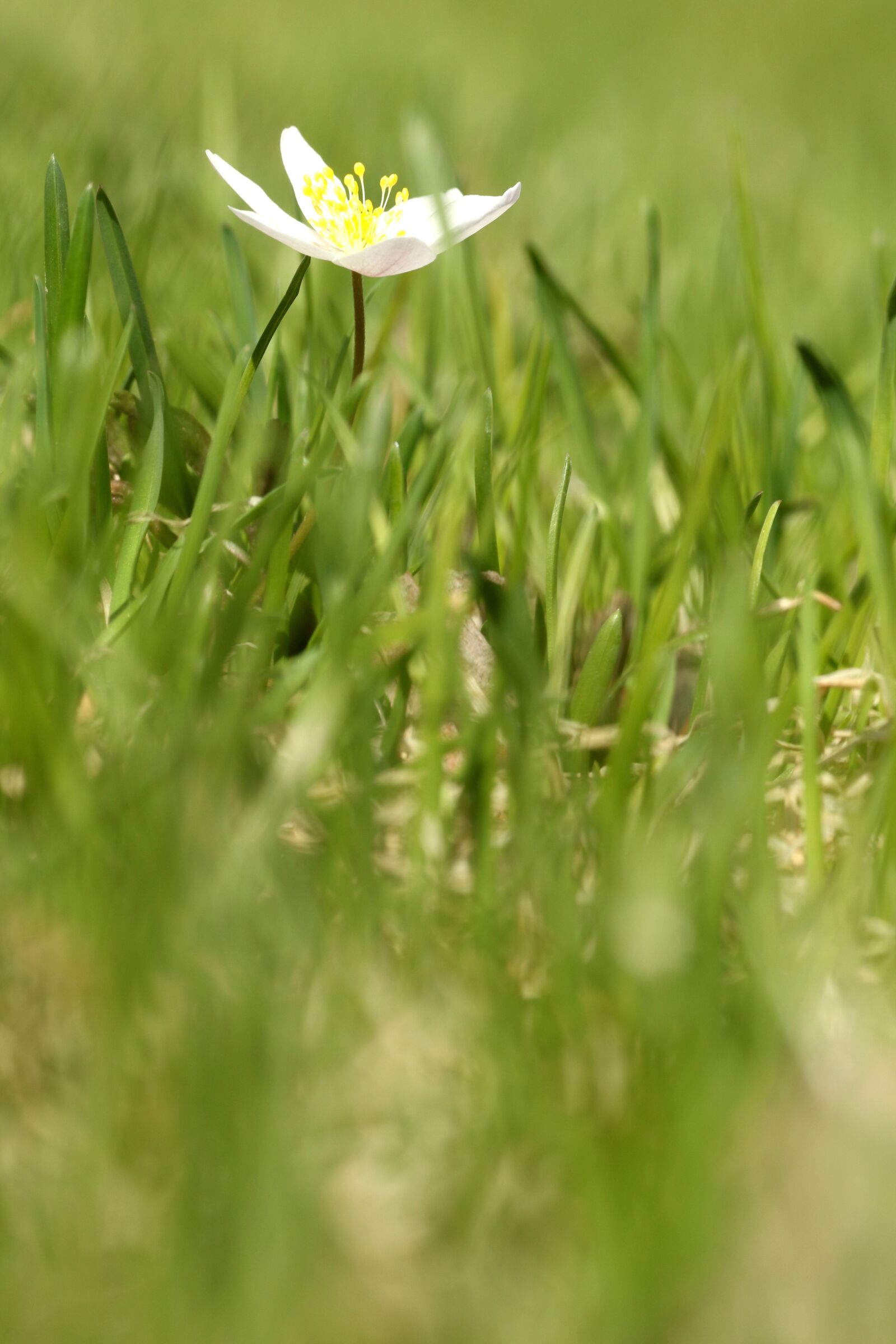 Canon EOS 7D Mark II + Canon EF 135mm F2L USM sample photo. Anemones, flower, grass photography