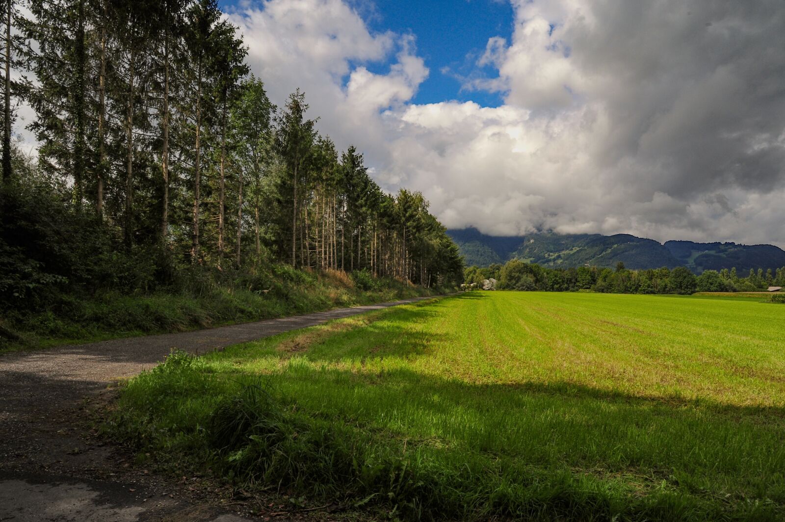 Nikon D700 sample photo. Meadow, clouds, firs photography
