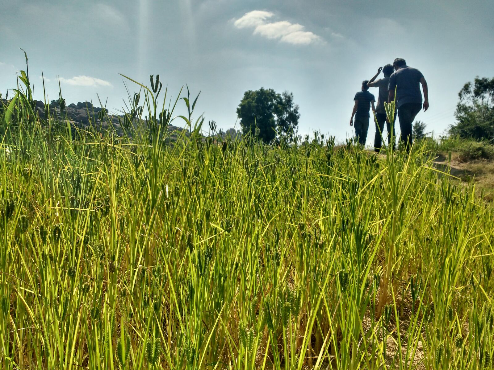 Motorola MotoG3 sample photo. Hot, summer, friends, green photography