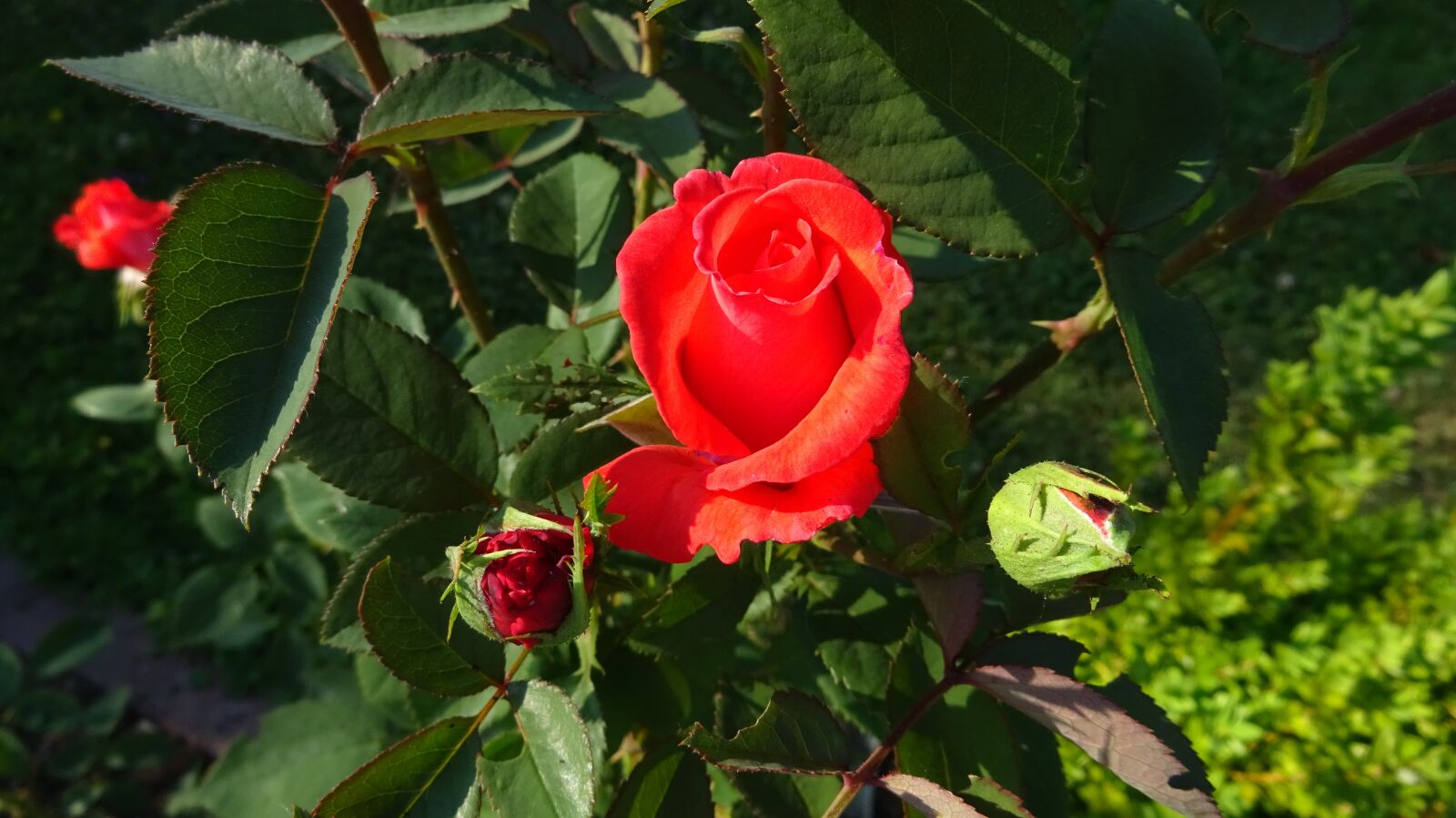 Sony Cyber-shot DSC-WX350 sample photo. Red roses, rose, red photography
