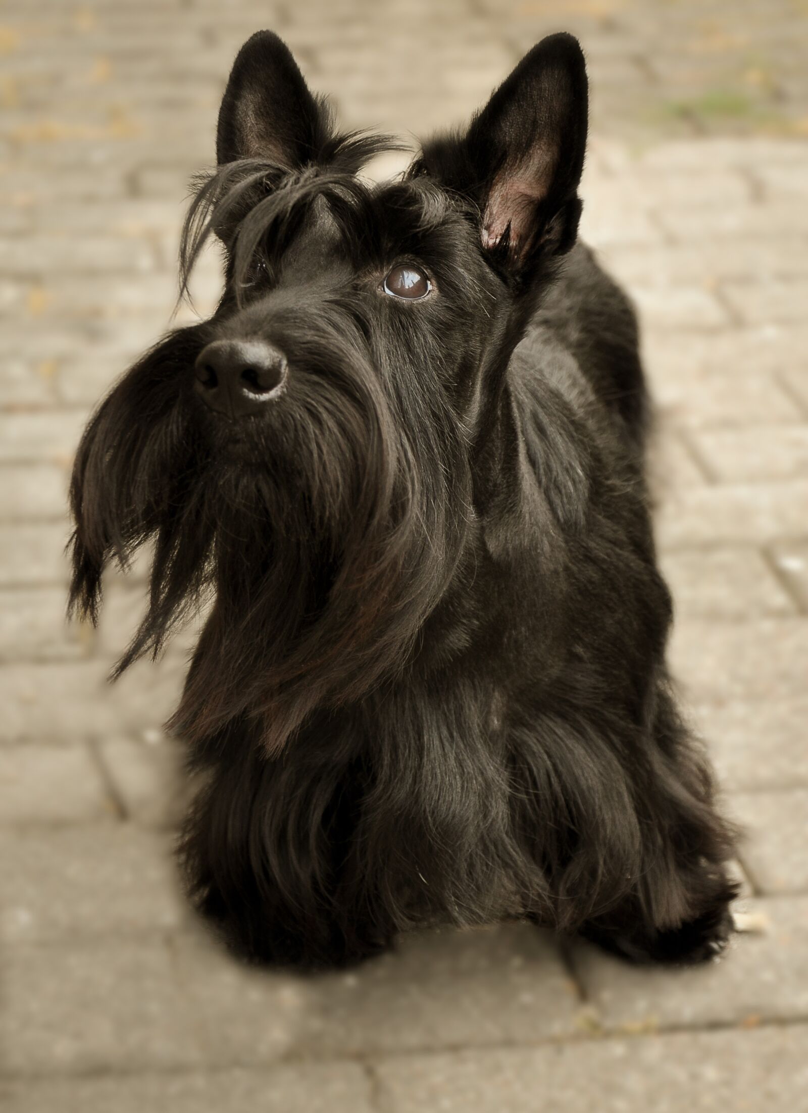 Nikon D90 sample photo. Scottish terrier, dog, attention photography