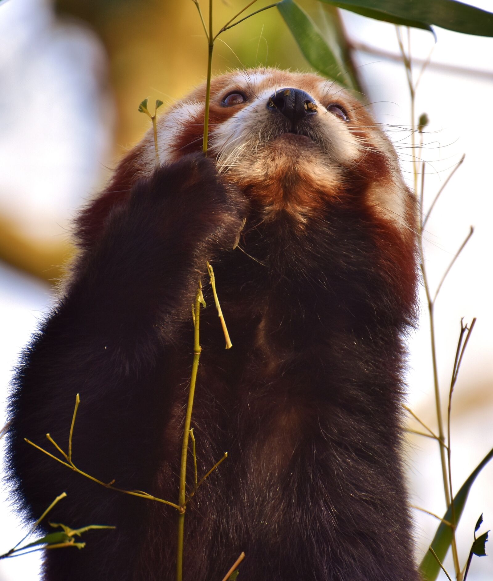 Nikon D7200 sample photo. Panda, red panda, bear photography