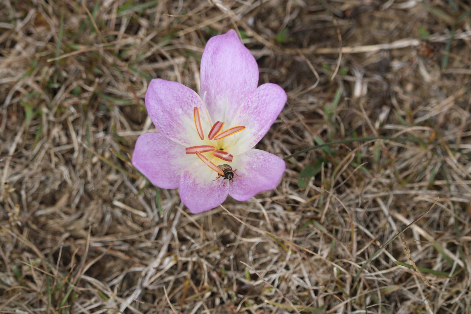 Canon EOS 750D (EOS Rebel T6i / EOS Kiss X8i) sample photo. Lila, flower, insect photography