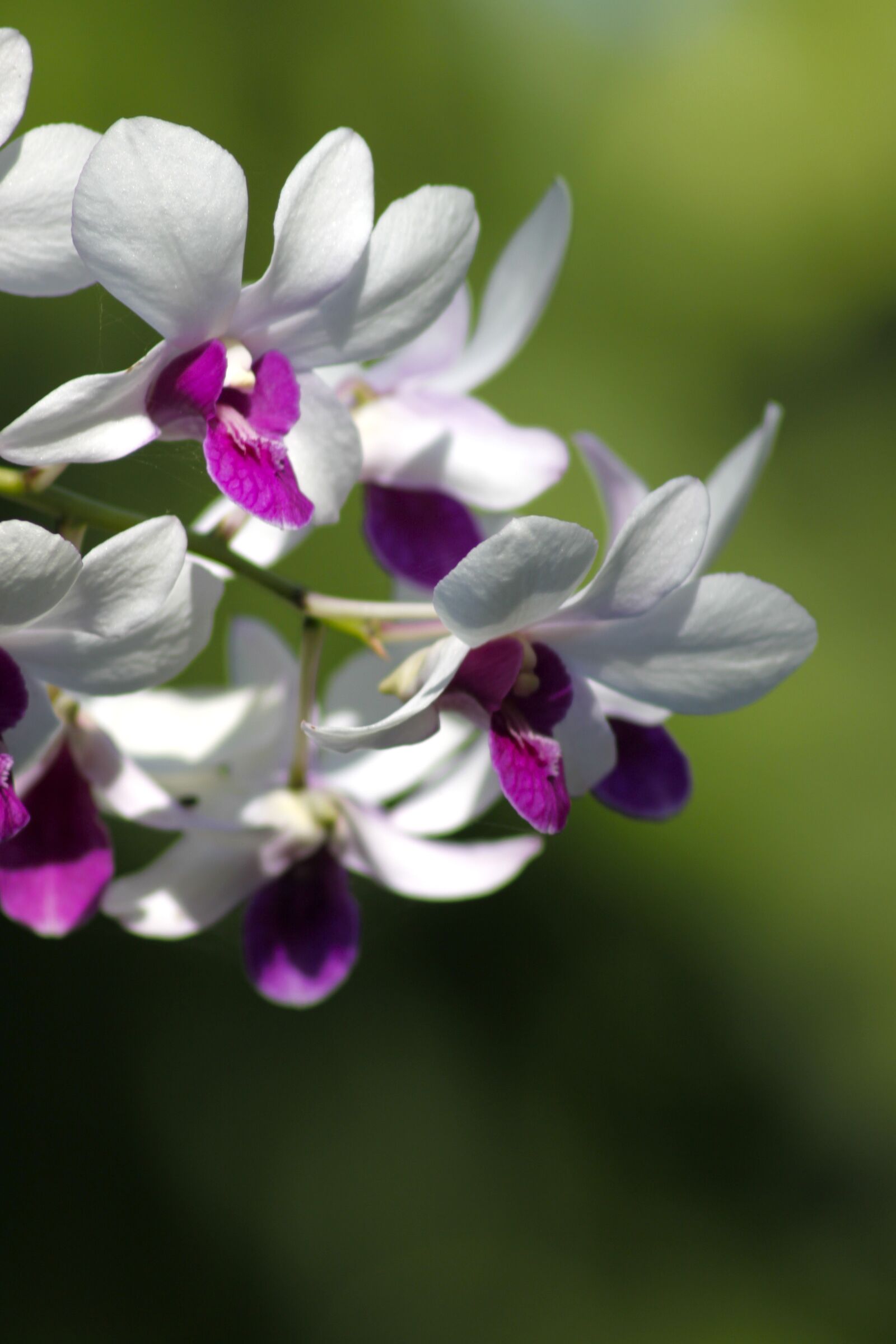 Canon EOS 500D (EOS Rebel T1i / EOS Kiss X3) sample photo. Anggrek, flower, bali photography