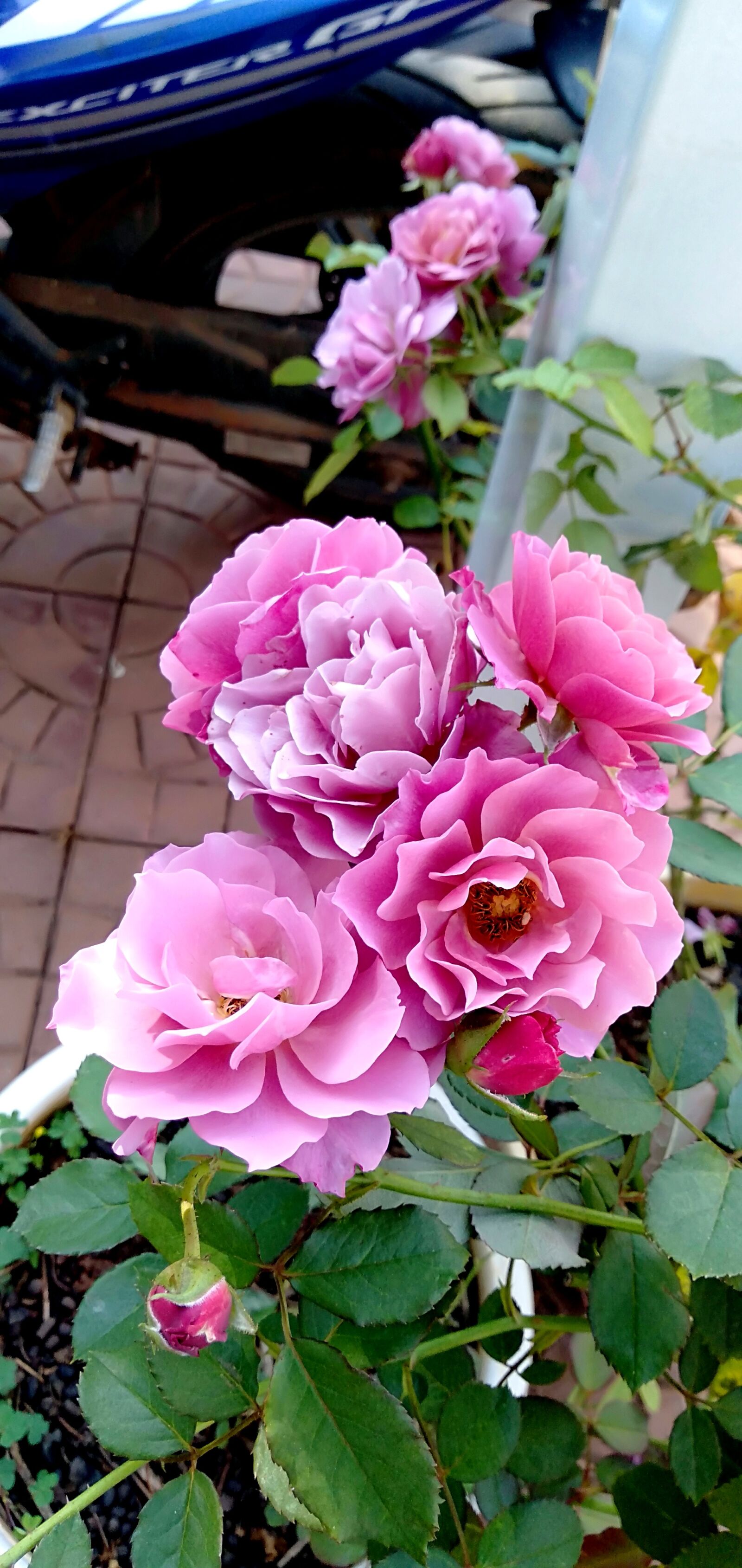 OPPO A3S sample photo. Roses, blooms, beautiful flowers photography