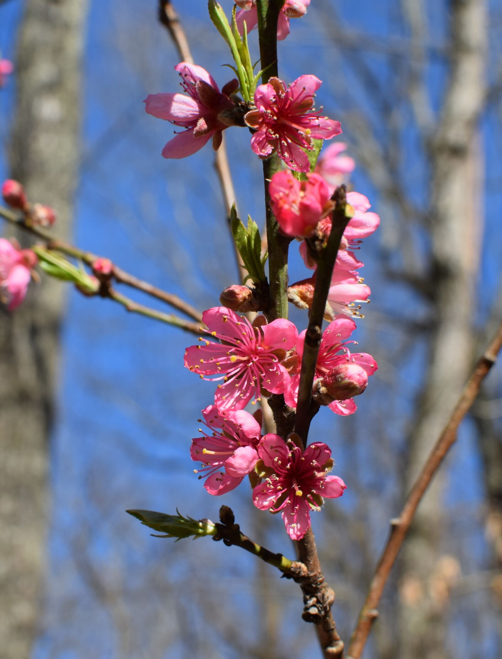 Nikon D3300 sample photo. Peach blossom, flower, plant photography