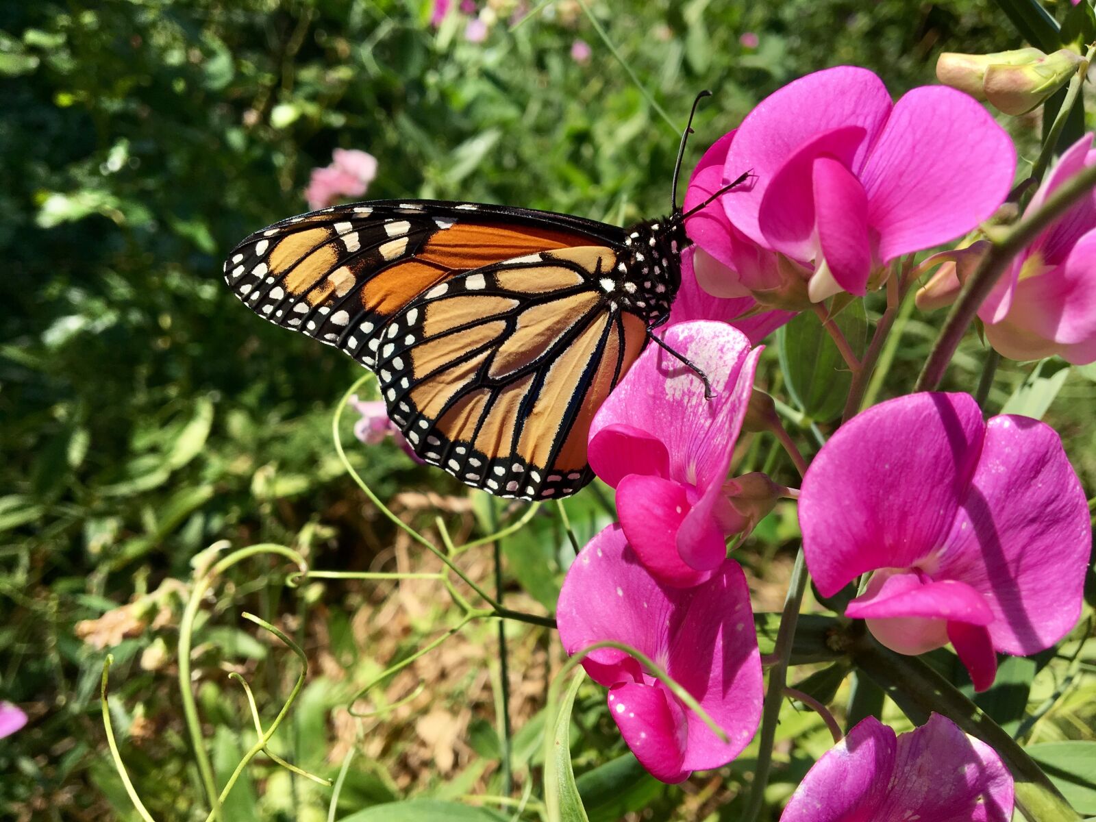 Apple iPhone 6s sample photo. Butterfly, flower, sweet pea photography