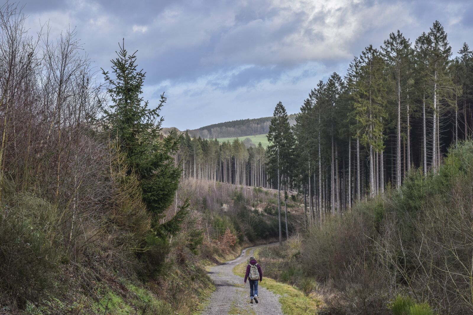 Nikon D3300 sample photo. Forest, nature, landscape photography