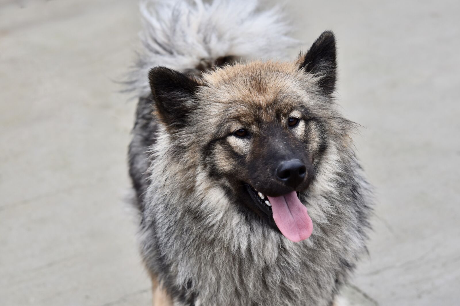 Nikon D5600 sample photo. Chien, chienne eurasier, chienne photography