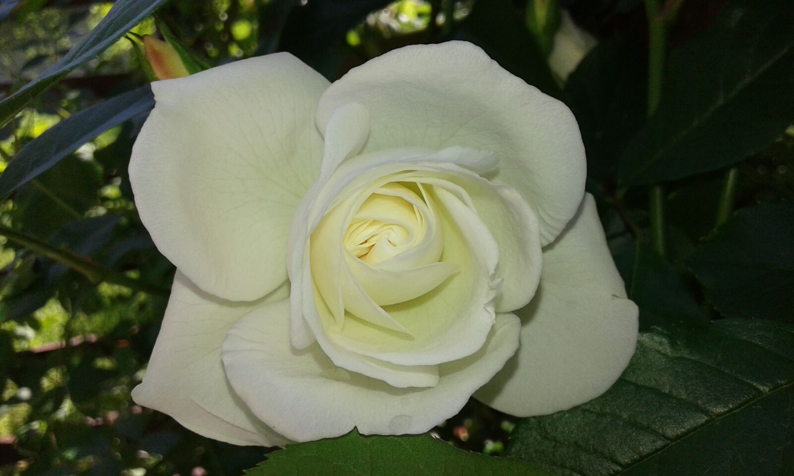 Samsung Galaxy Core2 sample photo. Rose, white, flower photography