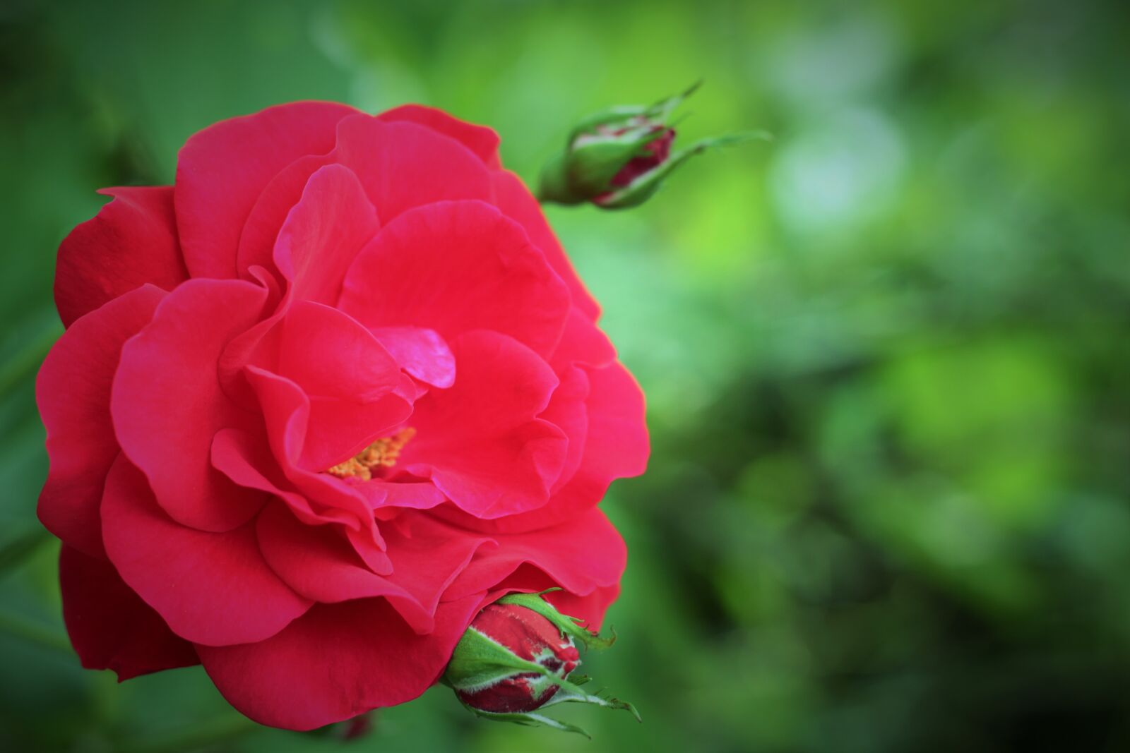 Canon EOS 500D (EOS Rebel T1i / EOS Kiss X3) sample photo. Rose, flower, blossom photography