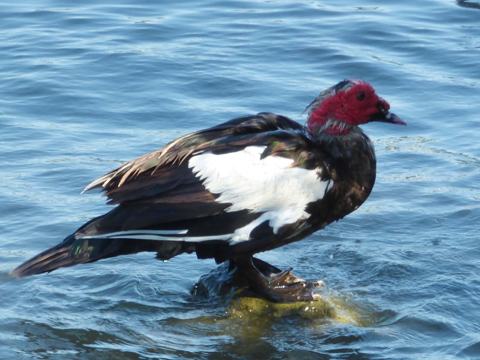 Panasonic DMC-FZ72 sample photo. Duck, bird, fluffy photography