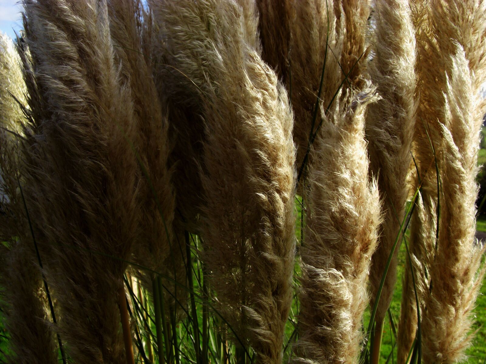 CASIO EX-Z1200 sample photo. Plant, nature, grass photography