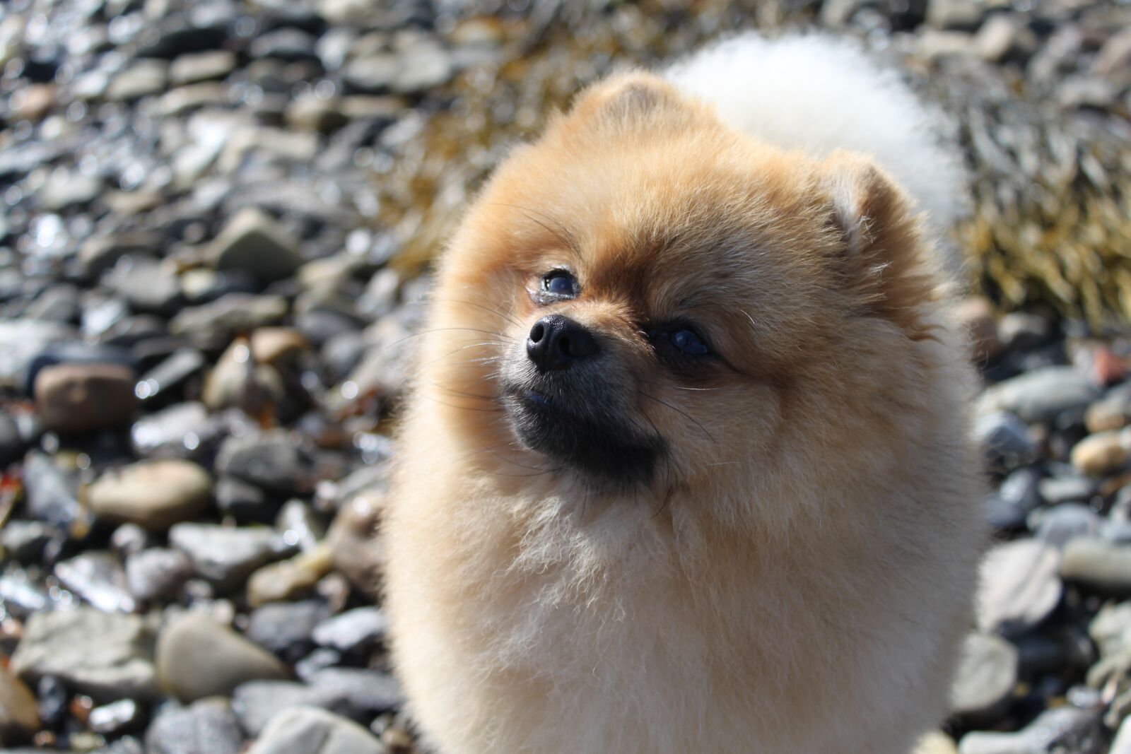 Canon EOS 500D (EOS Rebel T1i / EOS Kiss X3) sample photo. Spitz miniature, animals, thoroughbred photography