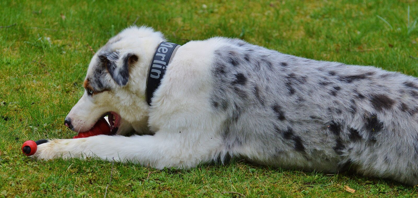Nikon D3200 sample photo. Dog, play, meadow photography