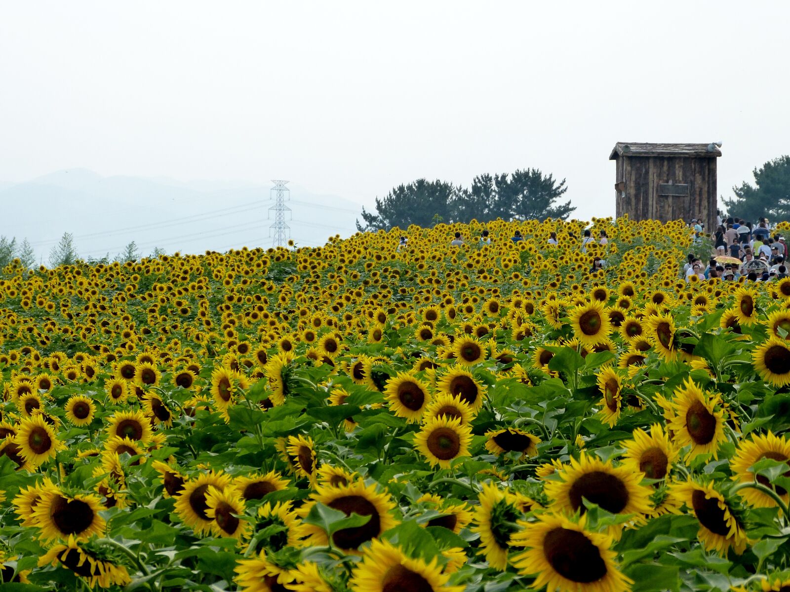 Leica V-Lux 3 sample photo. Sunflower, flowers, sunflower festival photography