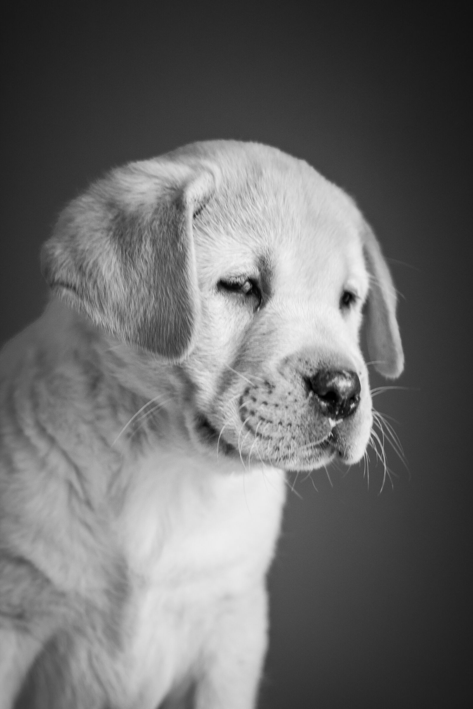 Canon EF 50mm F1.8 STM sample photo. Puppy, labrador, retriever photography