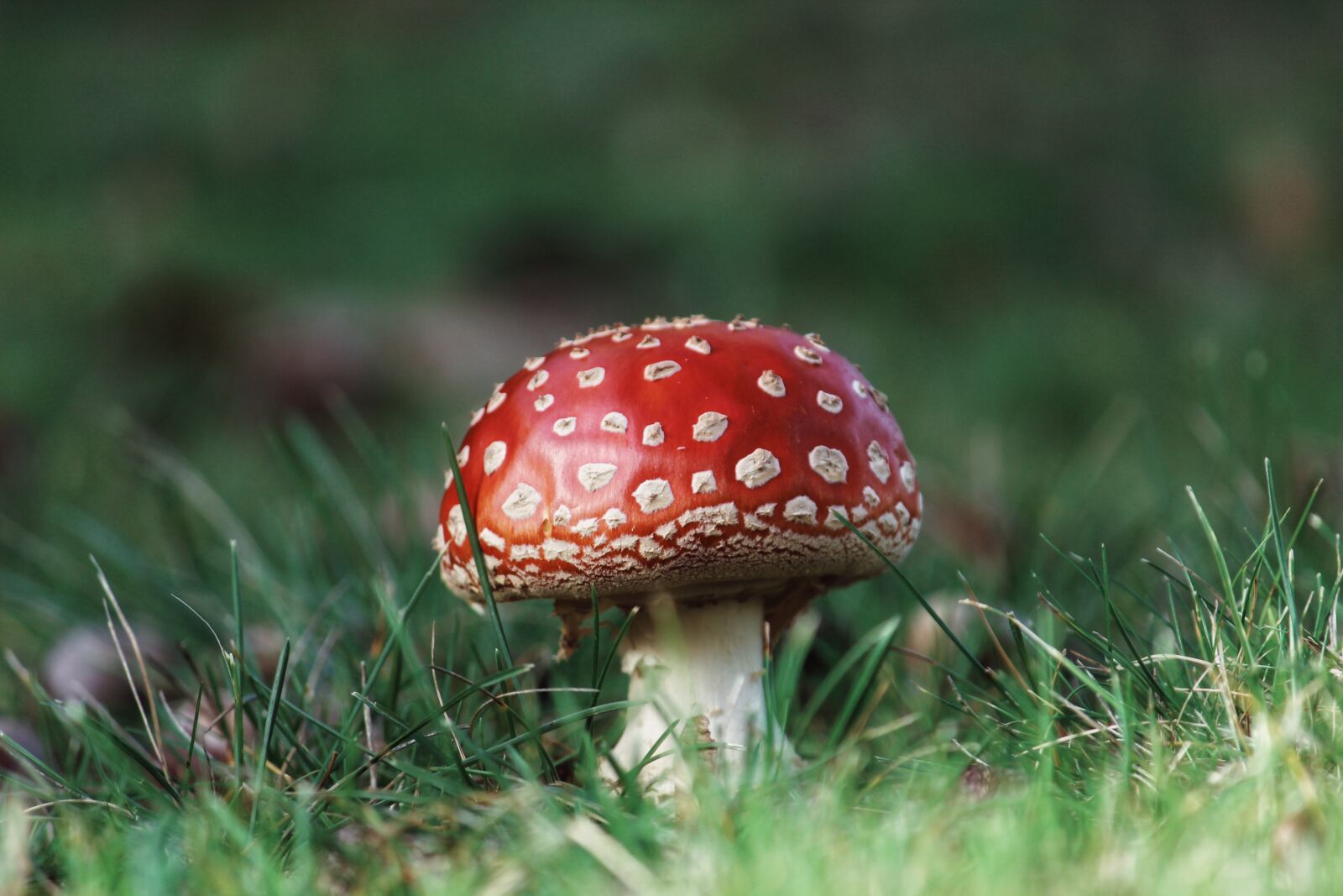 Canon EOS 1200D (EOS Rebel T5 / EOS Kiss X70 / EOS Hi) sample photo. Fly agaric, mushroom, red photography