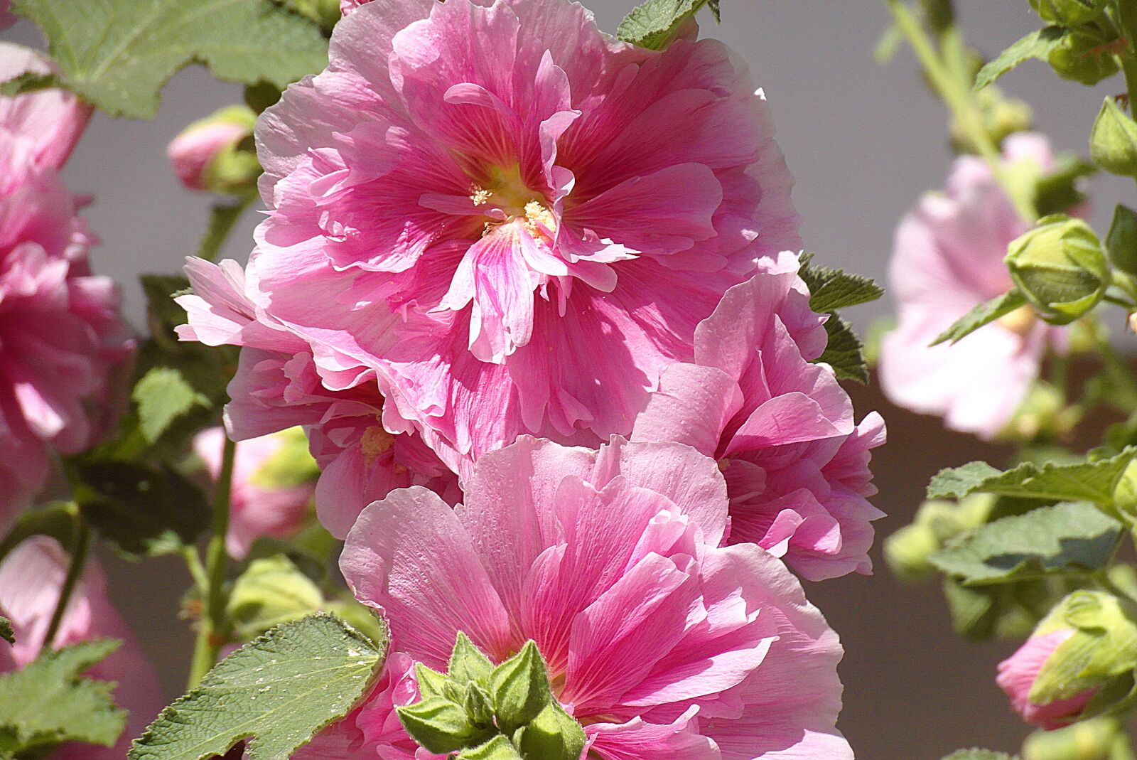 Samsung WB750 sample photo. Mallow, malva, flower photography