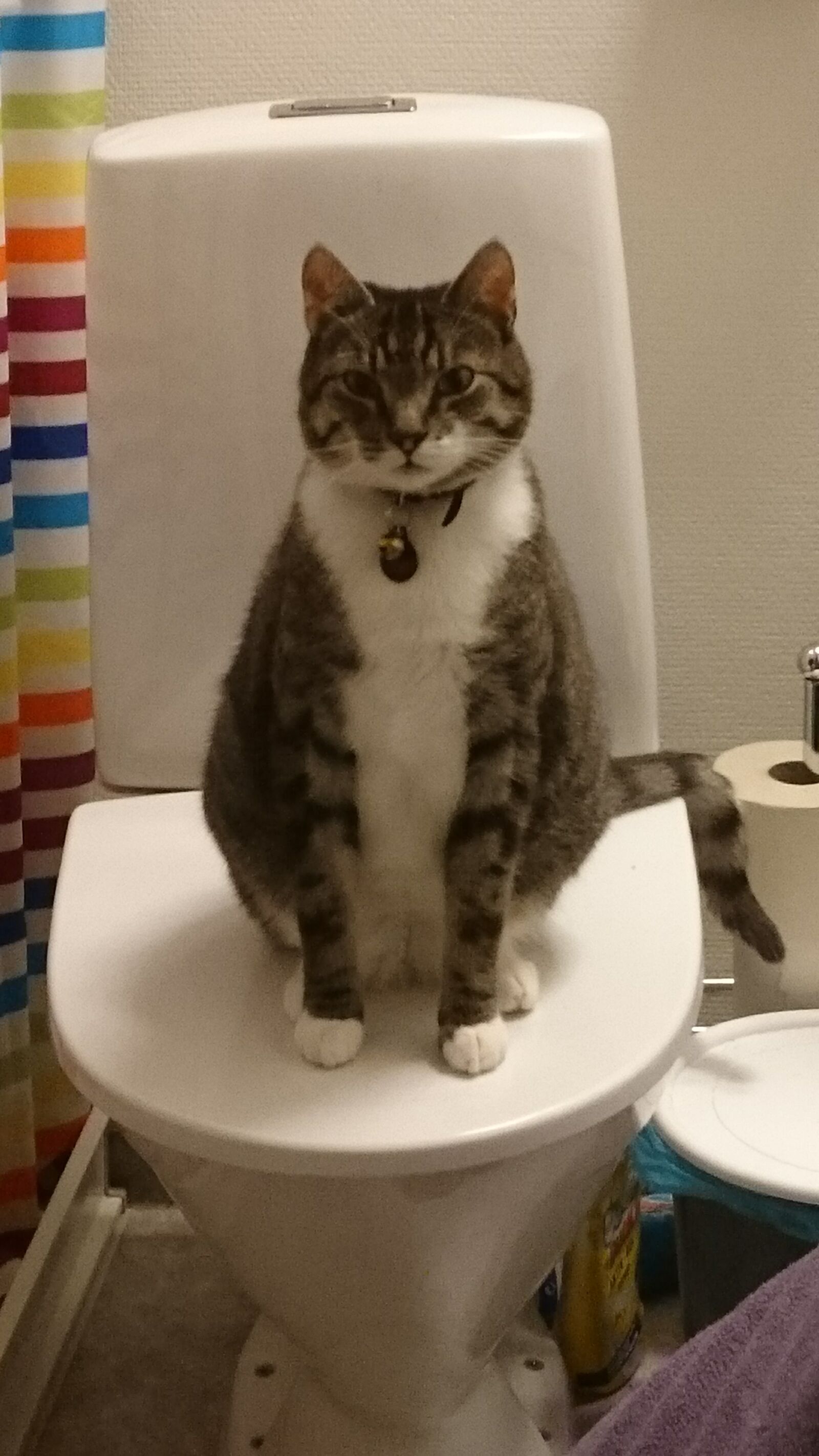 Sony Xperia Z3 sample photo. Bathroom, cat, sitting, toilet photography