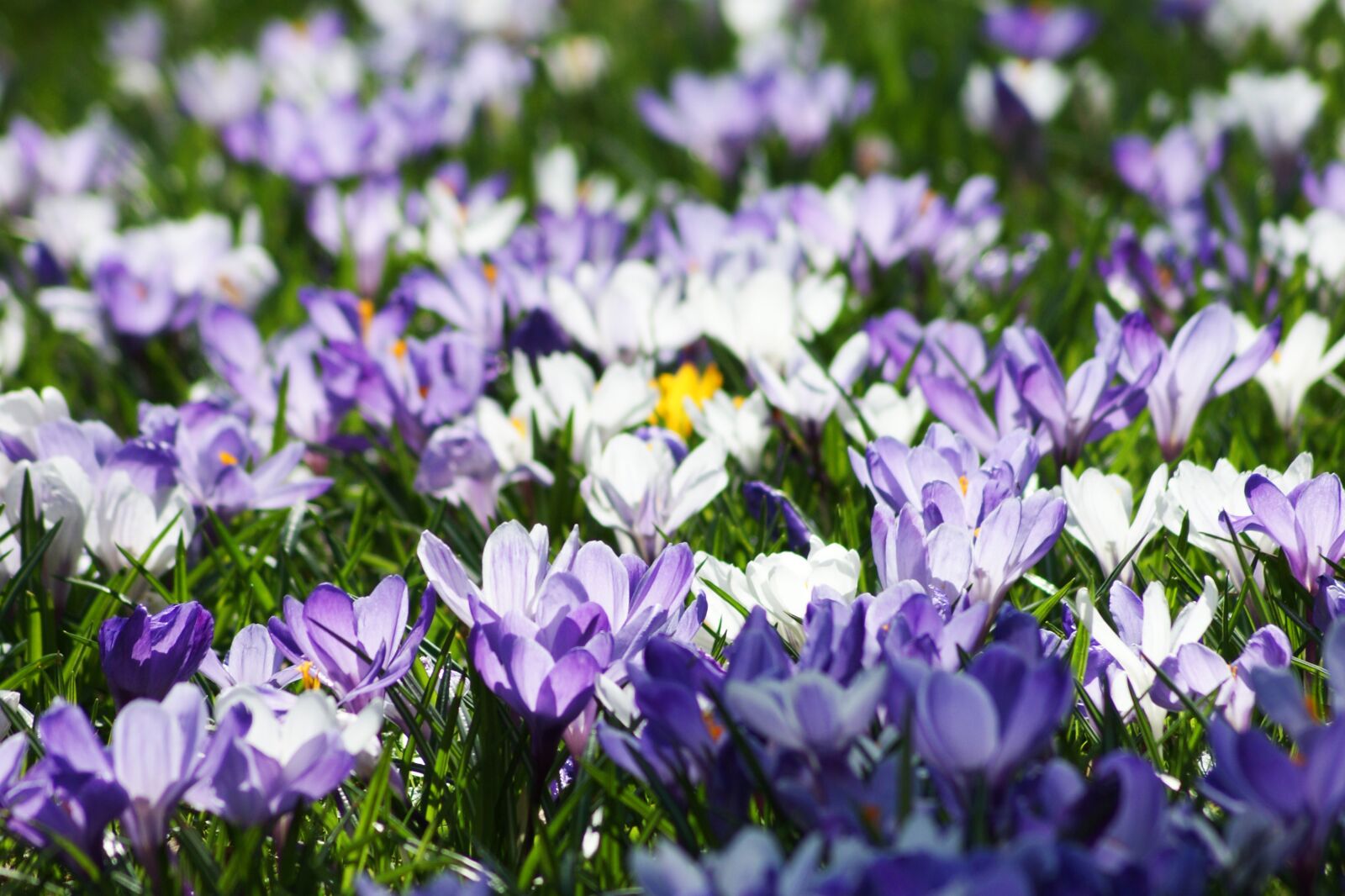 Sony Alpha DSLR-A350 sample photo. Crocus, meadow, early bloomer photography